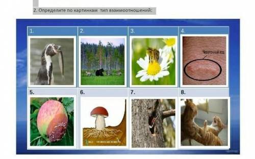 $[]$ Определите по картинкам тип взаимоотношений:​тоесть хищничество, паразитизм, нахлебничество, ко
