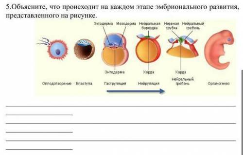 Обьясните что происходит на каждом этапе эмбрионального развития , представленного на рисунке ​