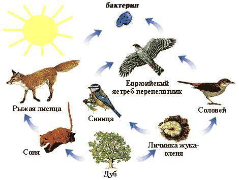1. В представленном на рисунке биоценозе консументом 2 порядка является: дуб синица ястреб бактерии 