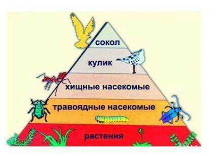 Определите в экологической пирамиде продуценты, консументы 1,2,3,4 уровня у меня СОР​