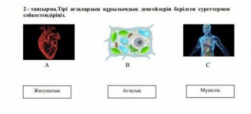 2 - тапсырма.Тірі ағзалардың құрылымдық деңгейлерін берілген суреттермен сәйкестендіріңіз. ​