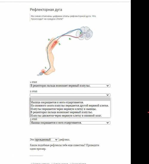 На схеме отмечены цифрами этапы рефлекторной дуги. Что происходит на каждом этапе?