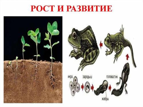 (a) Рассмотрев рисунок А опишите процесс роста на примере растений. (b) Рассмотрев рисунок B опишите