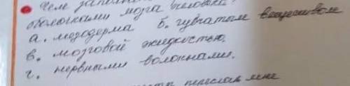 Чем заполнено пространство между тремя оболочками мозга человека​