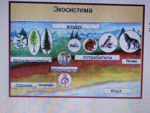 1. На рисунке представлена экосистема. А) Используя данные на рисунке, составьтеэкологическую пирами