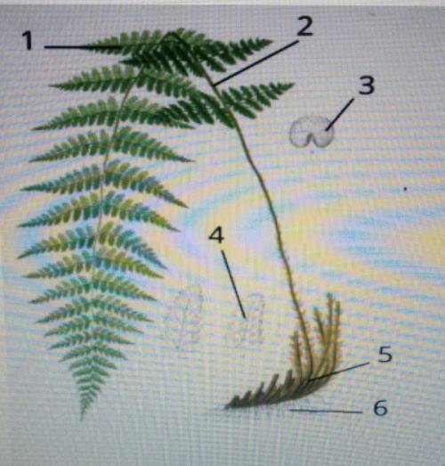 Будова папороті зробіть відповідні цифрові позначення на рисунку​