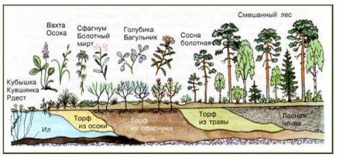 1. Верно распредели растения согласно очерёдности их появления во времени: осокасфагнумсосна болотна