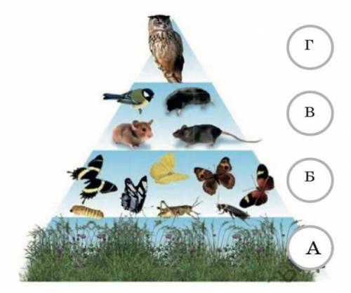 Задание 2. б) объясните экономергость экологической пирамиды. А. Б. В. Г. ​
