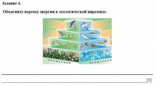 У МЕНЯ СОЧ ПО ЕСТЕСТВОЗНАНИЮ Объясните переход энергии в экологической пирамиде.