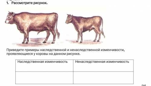 Приведите примеры наследственной и ненаследственной изменчивости, проявляющиеся у коровы на данном р