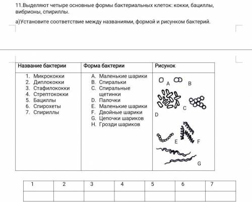 Выделяют четыре основные формы бактериальных клеток: кокки, бациллы, вибрионы, спириллы. а)Установит