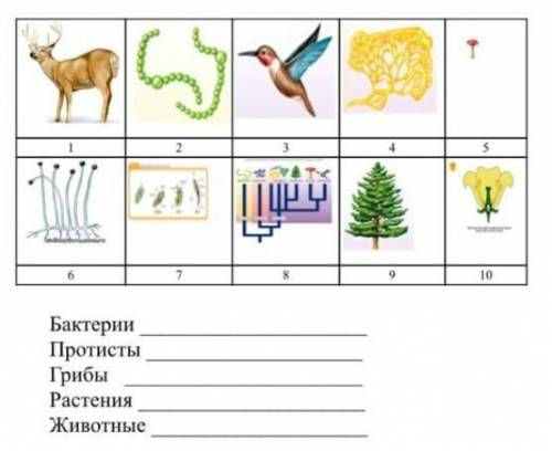 Определите к каким царствам относятся живые организмы, изображения на рисунке​