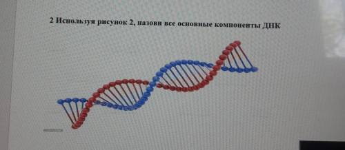 Используя рисунок 2 Назови все основные компоненты ДНК​