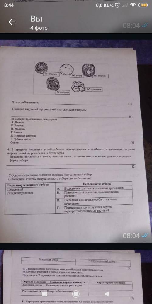 соч Задание 4 этапы эмбриогенеза б и в