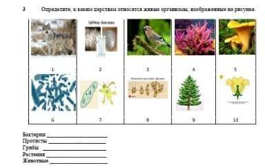 определи к каким царствам относится живике организмы изображённые на картинках у меня сч​