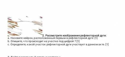 Рассмотрите изображение рефлекторной дуги А) Назовите нейрона расположенный первым рефлекторной дуги