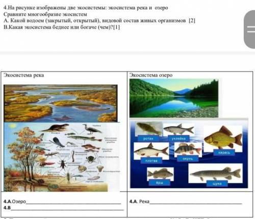 4.На рисунке изображены две экосистемы: экосистема река и озеро Сравните многообразие экосистем А. К