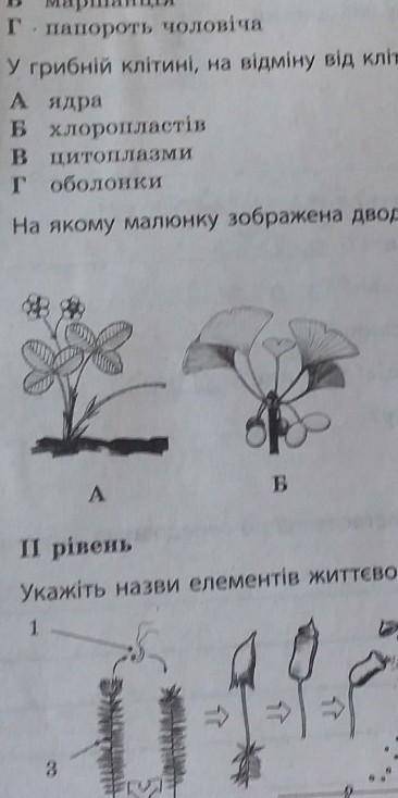 На якому малюнку зображена дводольна рослина?​