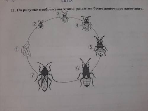 На рисунке изображен этапы развития безпозвоночного животного..назовите этап под цифрой 3