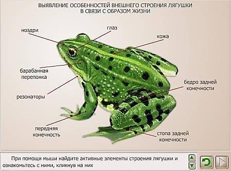 Рассмотри рисунок и Подпиши основные части тела лягушки​