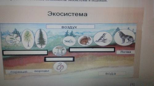 Определите основные компоненты экосистемы и подпмши.