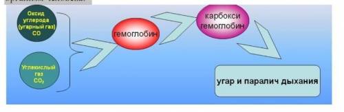 10. Используя схему, объясните физиологическое действие угарного газа на организм человека.​