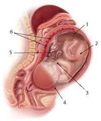 Розгляньте ілюстрацію матки жінки з плодом усередині та увідповідніть вказані назви з позначеннями.
