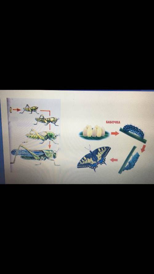 Проведите сравнение саранчи и бабочки по рисунку