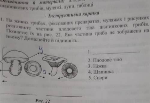 Інструктивна картка 1. На живих грибах, фіксованих препаратах, муляжах і рисункахрозгляньте частинип