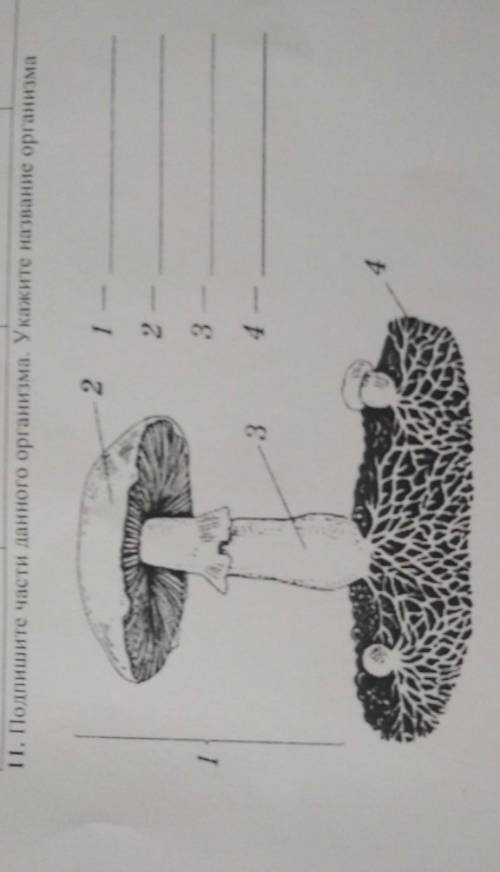 Подпишите части данного организма. Укажите название оргпнизма​