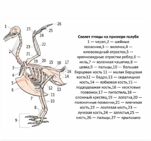 Сколько суставов у голубя​