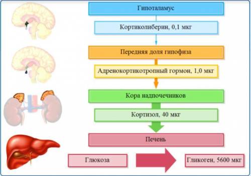 На прикрепленной картинке изображена иерархия гуморального управления физиологического процесса. На