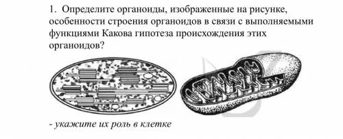 Определите органоиды, изображенные на рисунке, особенности строения органоидов в связи с выполняемым