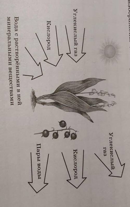 На рисунке изображены связи растения с окружающей средой. Какое ОБЩЕЕ свойство живых систем иллюстри
