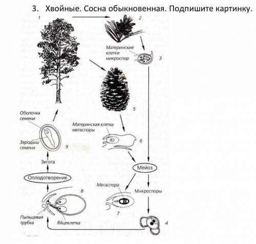 Хвойные сосна обыкновенная, подпишите картинку