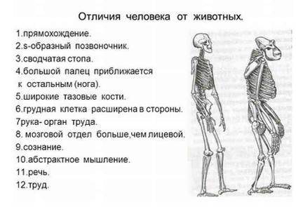 ￼ ￼￼ Общие признаки человека от животного￼ ￼￼￼￼￼￼таблица