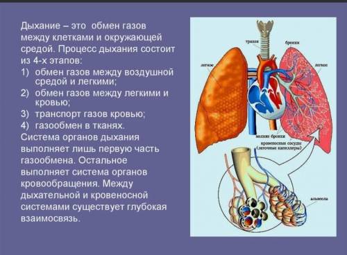 Жизненные функции организма человека таблица Заполнить таблицу