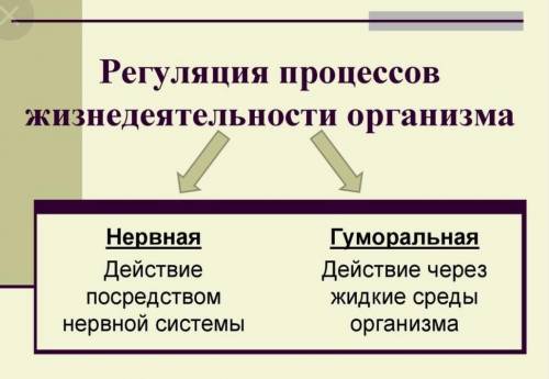 Жизненные функции организма человека таблица Заполнить таблицу