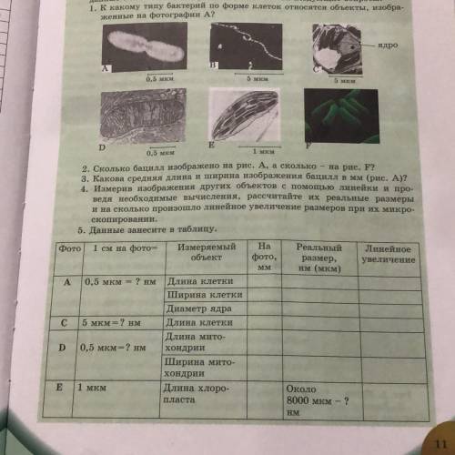 Данные занесите в таблицу. 1 см на фото 0,5 мкм ? HM Измеряемый объект Длина клетки Ширина клетки Ди