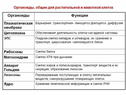 Органоиды-мембрана,цитоплазма,ядро,метохондрии,рибосомы. СКАЖИТЕ ИХ ФУНКЦИИ КРАТКО И ПОНЯТНО 6 КЛАСС