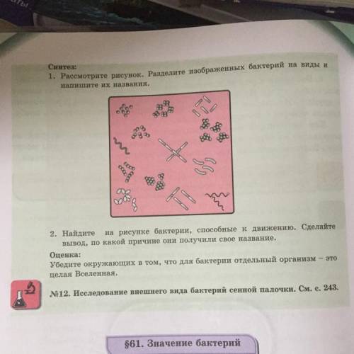 1. Рассмотрите рисунок.Разделите изображенных бактерий на виды и напишите их названия. 2.Найдите на