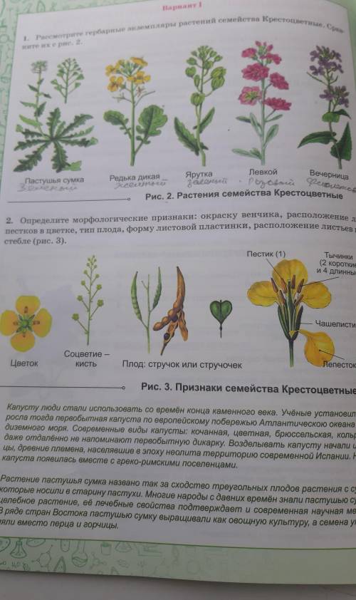 Вариант 1 1. Рассмотрите гербарные экземпляры растений семейства Крестоцветные. Срав- ните их с рис.