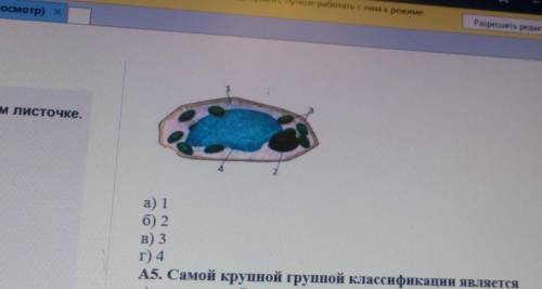 Рассмотрите клетку, изображенную на рисунке , и укажите , какой цифрой обозначенно ваокуль