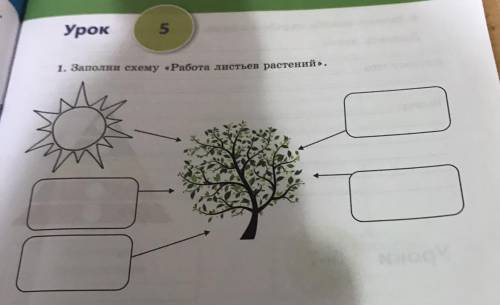 Урок 5 1. Заполни схему «Работа листьев растений.