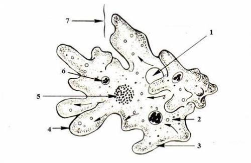 Укажи цифру, обозначающую пищеварительную вакуоль