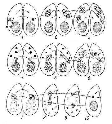 Рассмотри иллюстрацию этапов конъюгации инфузорий. Выбери верную характеристику этапу, обозначенному