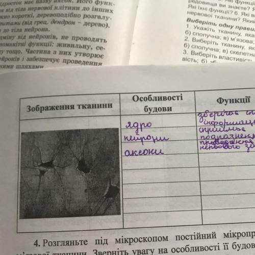 3. Розгляньте під мікроскопом постійний мікропрепарат не рвової тканини. Зверніть увагу на особливос