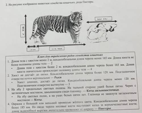 . На рисунке изображено животное из семейства кошачьих, рода Пантеры. (a) Напишите два параметра, по