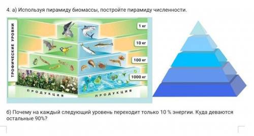 Ааа Используя пирамиду биомассы, постройте пирамиду численности. б) Почему на каждый следующий урове