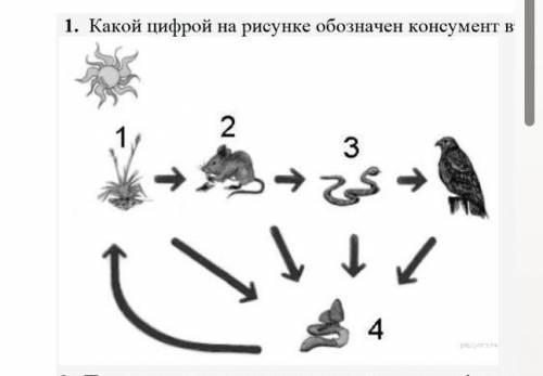 1. Какой цифрой на рисунке обозначен консумент второго порядкаа